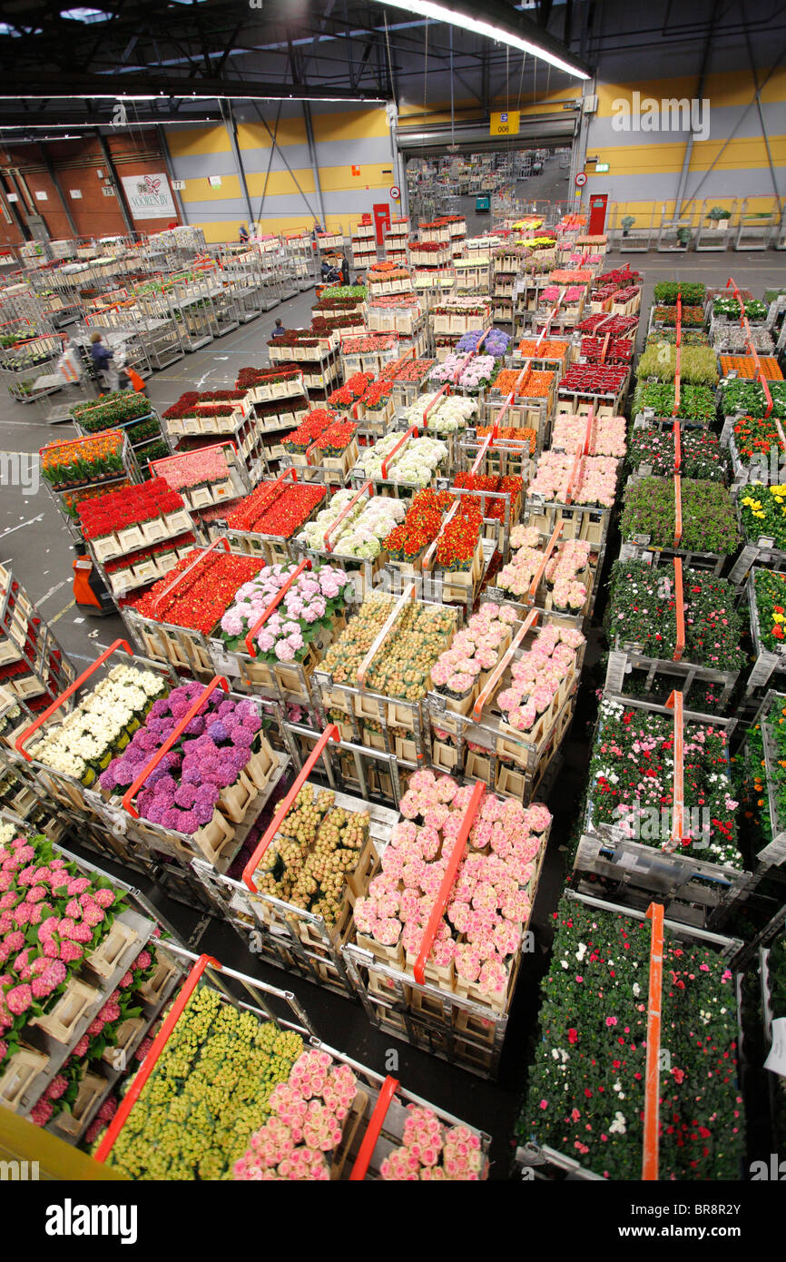 Flower auction in Aalsmeer, Netherlands, Holland Stock Photo Alamy