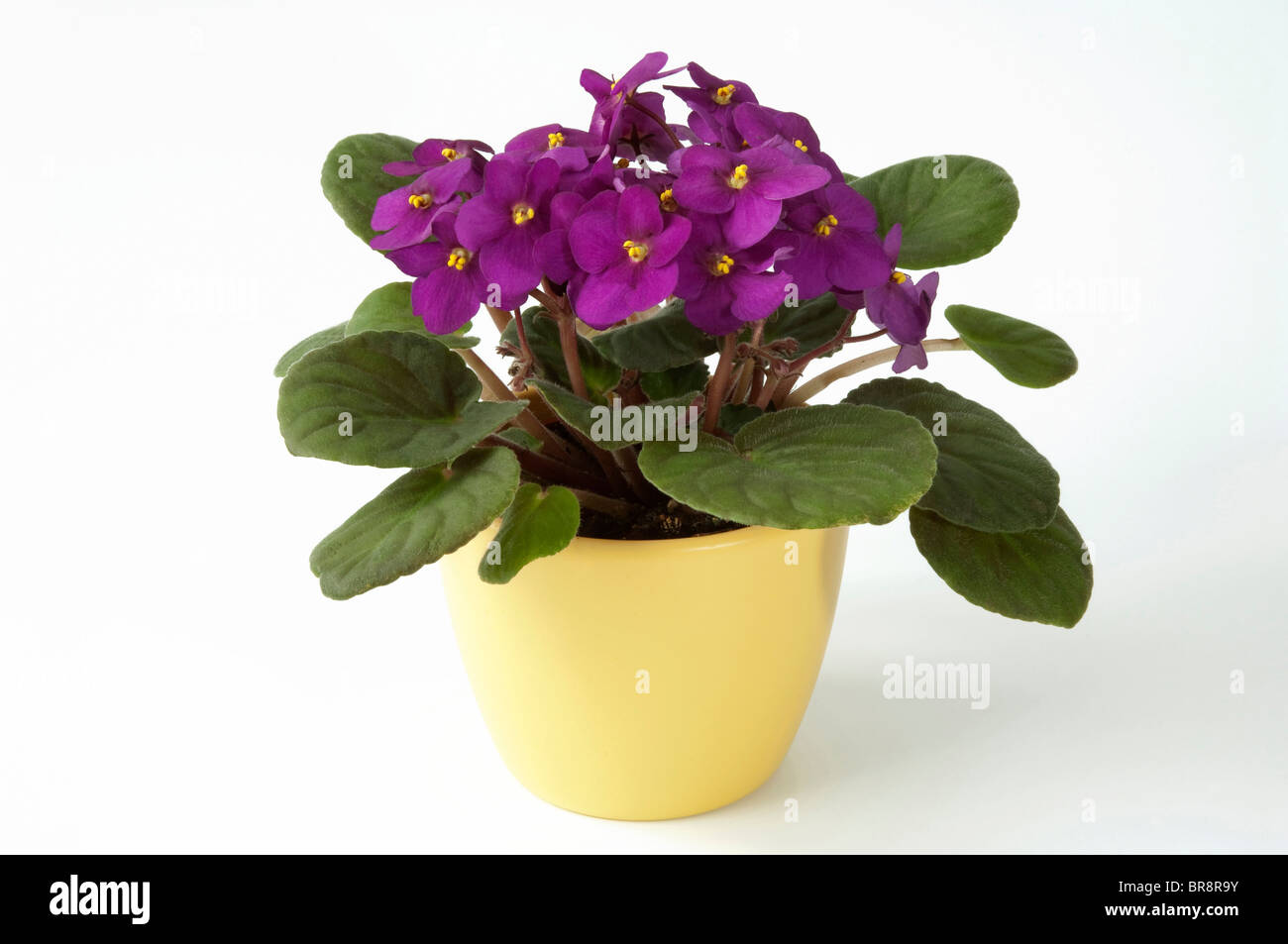 Saintpaulia, African Violet (Saintpaulia ionantha-Hybrid), potted plant with purple flowers Stock Photo
