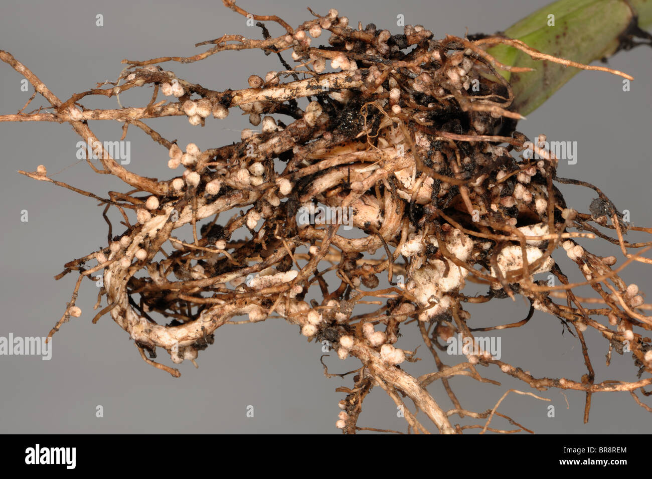 Rhizobium root nodules on the roots of a broad or field bean for nitrogen fixation Stock Photo