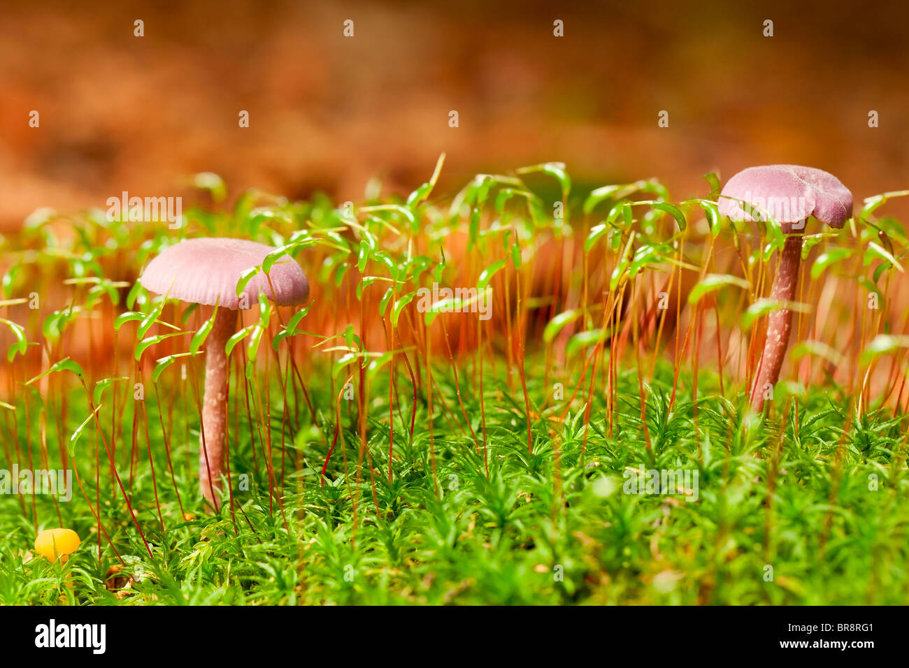 Amethyst Deceiver mushrooms (Laccaria amethystina) Stock Photo
