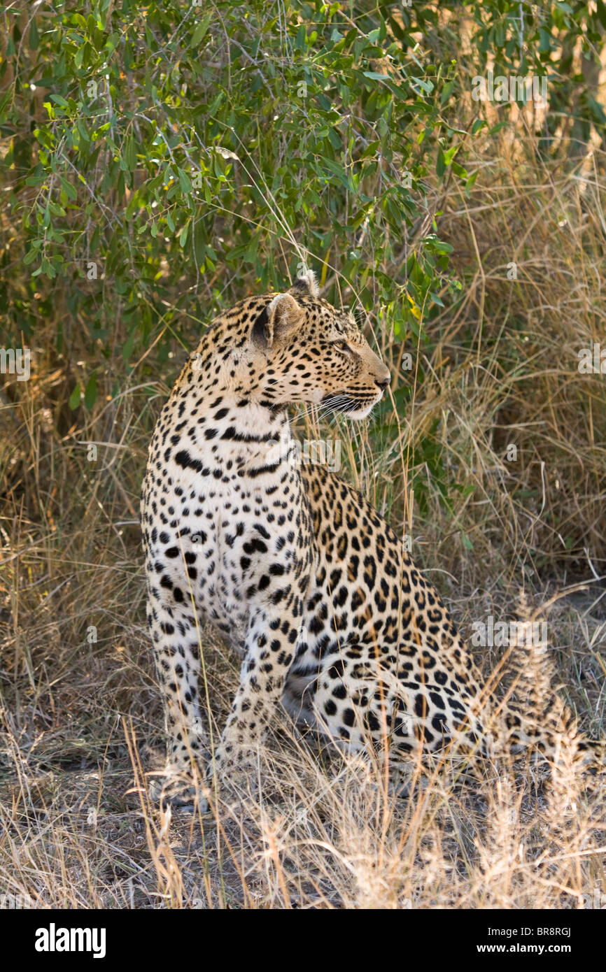A Leopard, Panthera pardus, sitting in Kruger National Park, South Africa Stock Photo