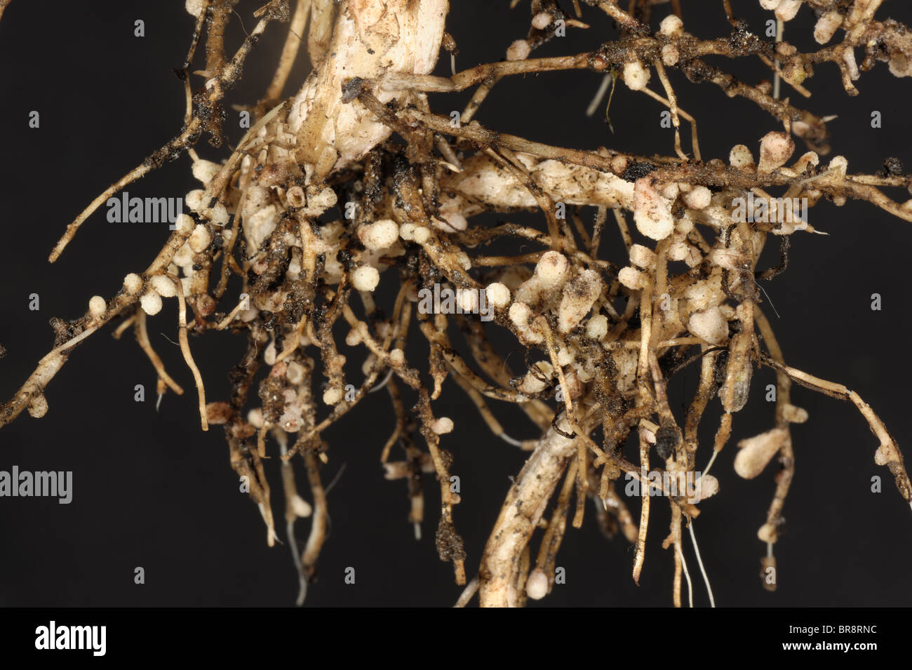Rhizobium root nodules on the roots of a broad or field bean for