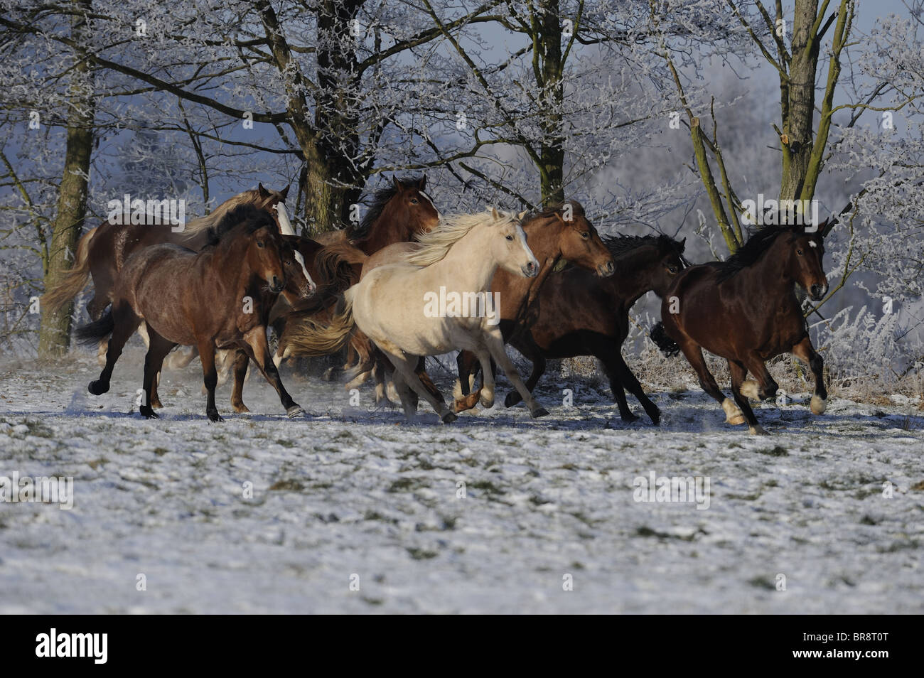 Mixed herd af Welsh Cobs and German Riding Ponies (Equus ferus caballus) at a gallop on a snowy pasture. Stock Photo