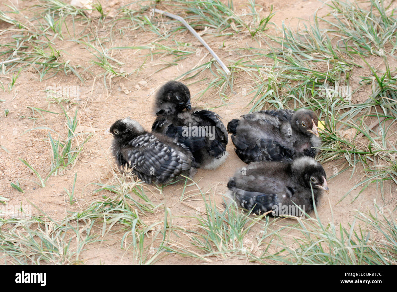 A clutch of young chicks Stock Photo