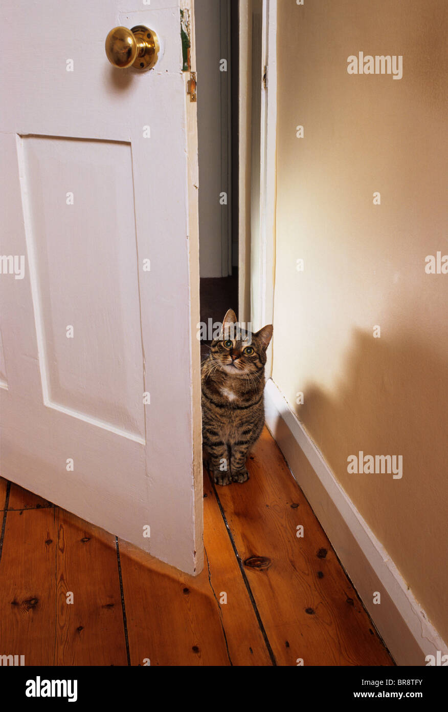 tabby cat looking round house door Stock Photo