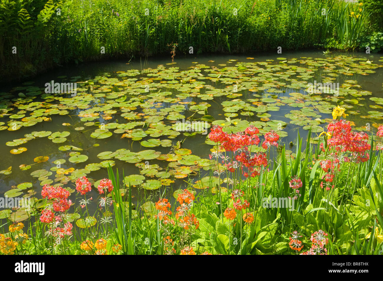 The Rock Garden, Wisley RHS Garden, Surrey, UK. Primulas and water lilies Stock Photo