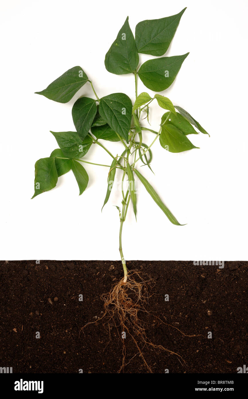 French or green bean (Phaseolus vulgaris) plant structure, roots Stock