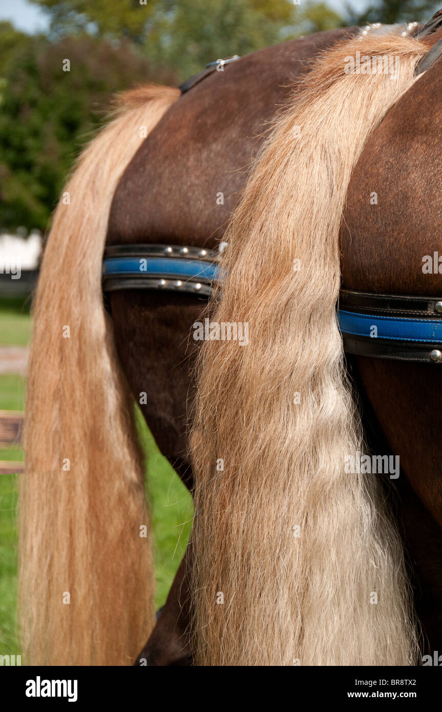 Draft horse tail hires stock photography and images Alamy