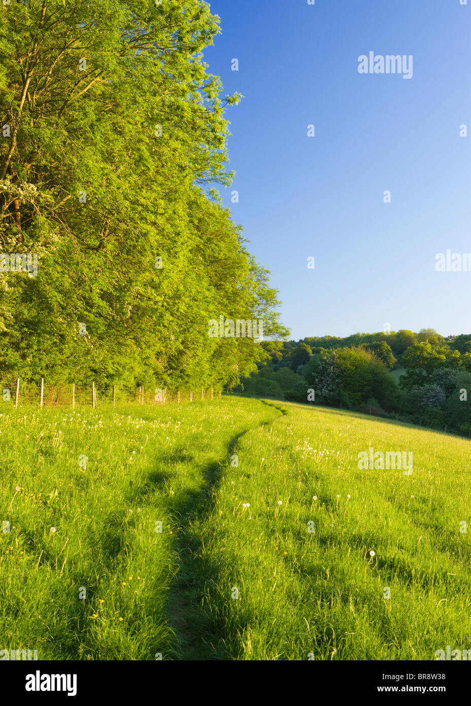 Path through field, North Downs at Ranmore, near Dorking, Surrey, UK Stock Photo