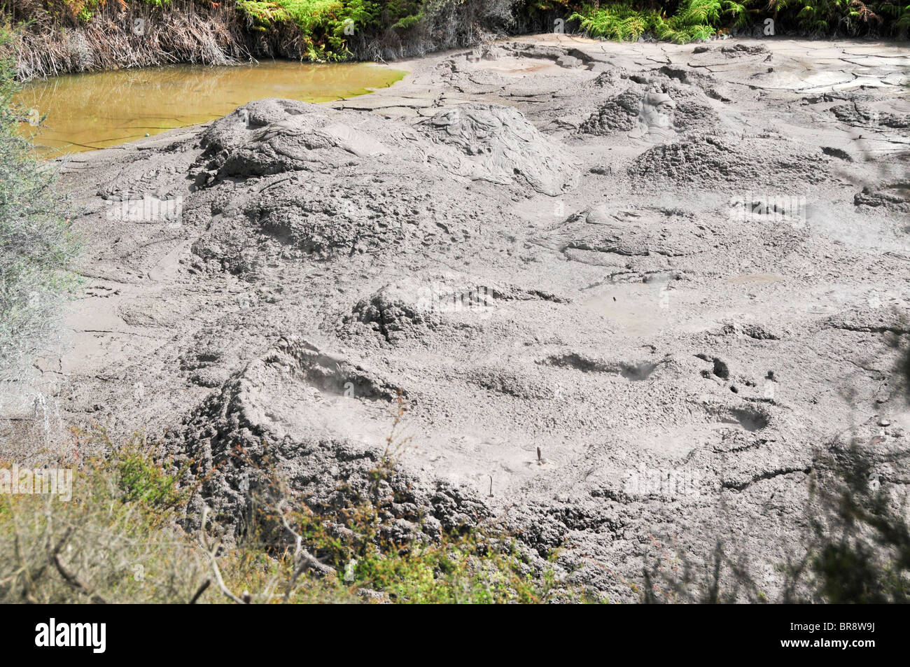 New Zealand, North Island, Rotorua, The Te Puia Geothermal Cultural Experience, Pohutu Geyser Stock Photo