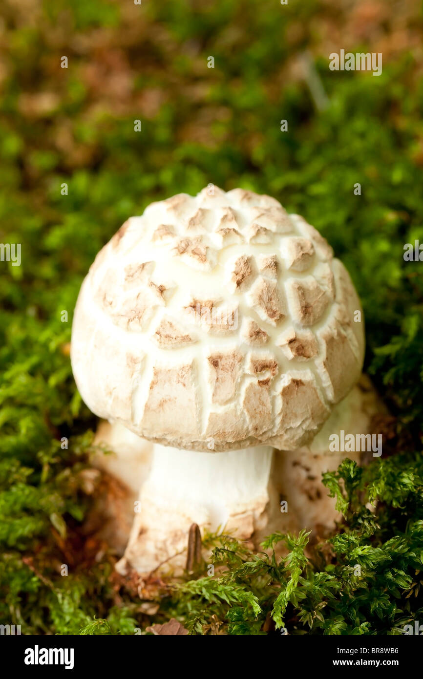 False death cap mushroom (Amanita citrina Stock Photo Alamy