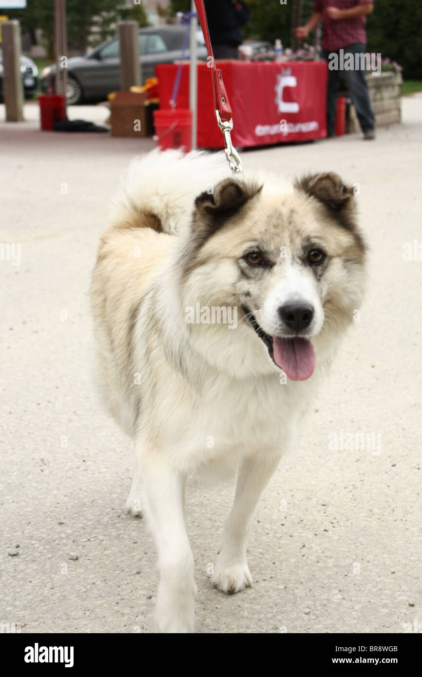 white dog on leash Stock Photo