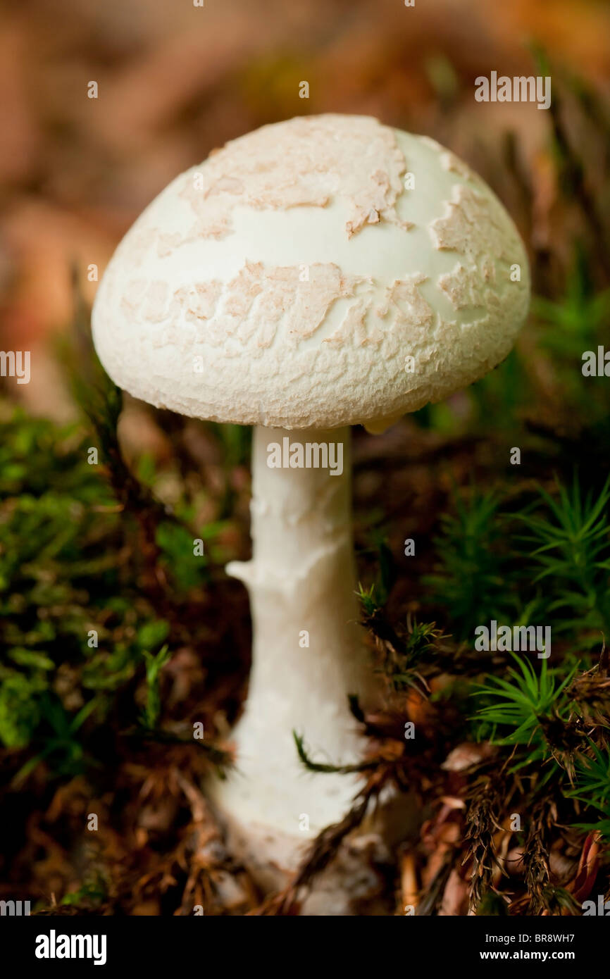 False death cap mushroom (Amanita citrina Stock Photo Alamy