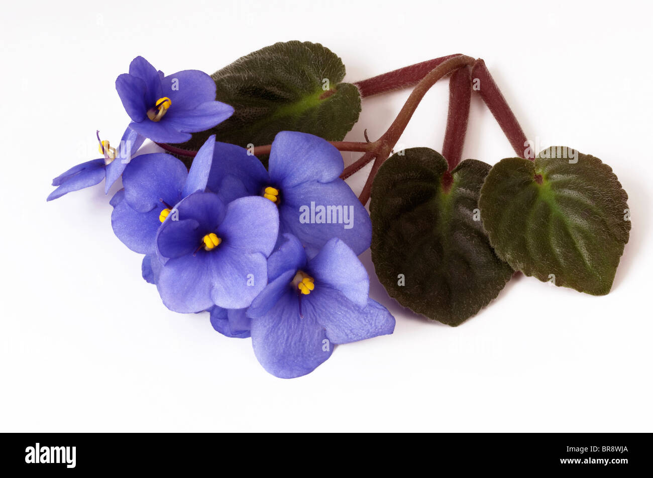 Saintpaulia, African Violet (Saintpaulia ionantha-Hybrid), blue flowers and leaves, studio picture against a white background. Stock Photo