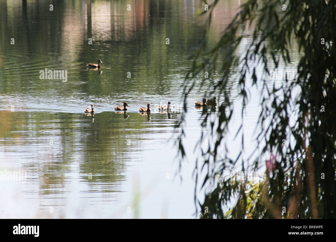 some ducks on a lake at Sassenage near Grenoble France  Des canards sur un lac a Sassenage a cote de Grenoble paisible repos Stock Photo