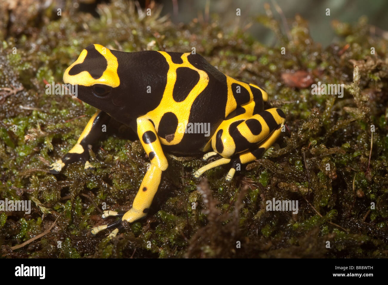 Yellow-banded Poison Frog (Dendrobates leucomelas) Stock Photo