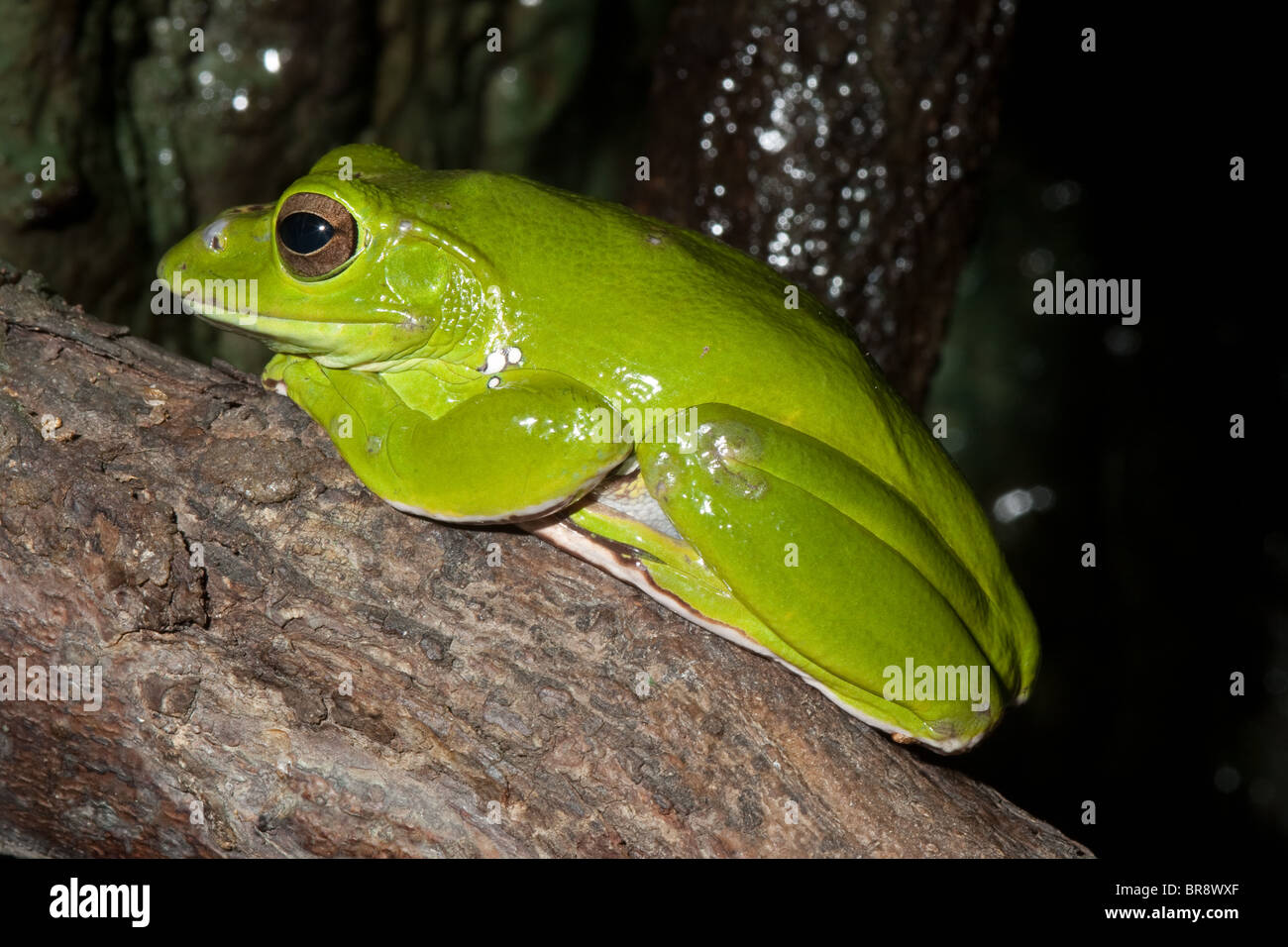 Chinese Gliding Frog (Polypedates dennysi) Stock Photo