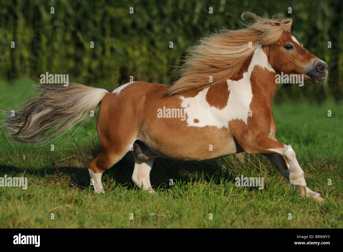 Shetland Pony (Equus ferus caballus). Pinto gelding at a gallop on a meadow. Stock Photo