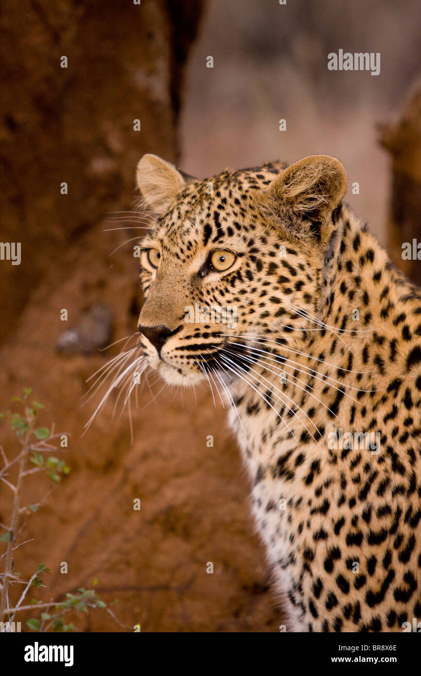 A Leopard, Panthera pardus, portrait in Kruger National Park, South Africa Stock Photo