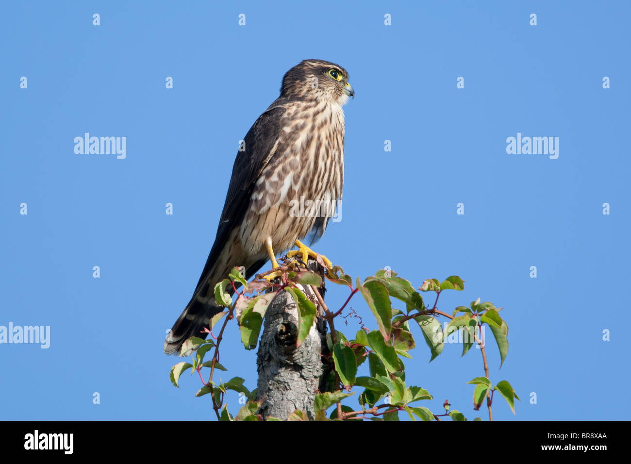 Merline Perched in a Tree Beneath a Blue Sky Stock Photo - Alamy