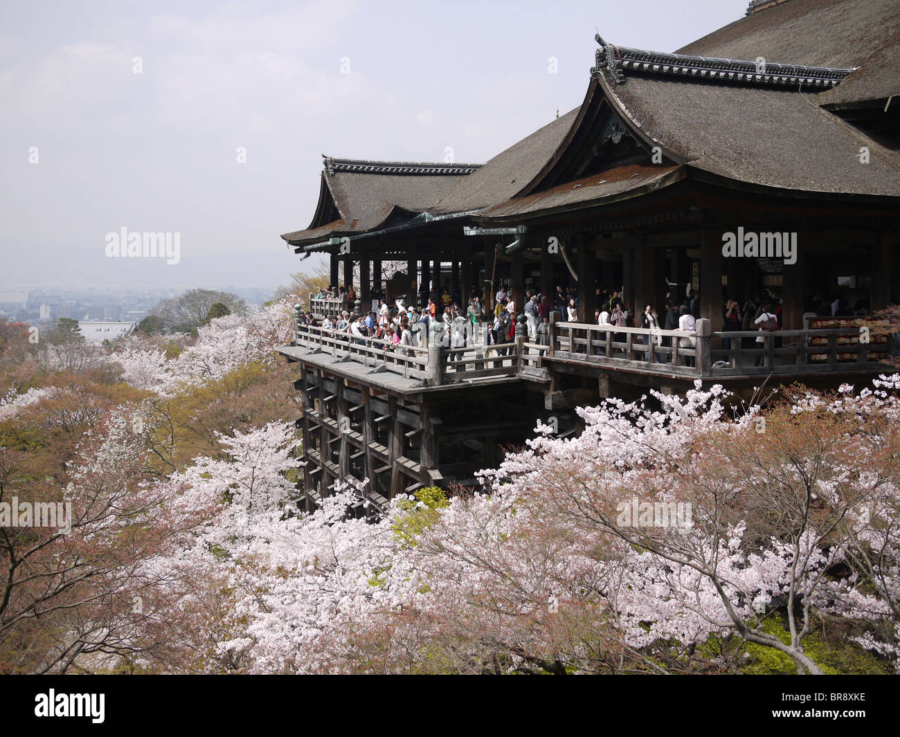 Japan, Honshu, Kyoto, Kiyomizu-Dera temple, Cherry Blossoms Stock Photo