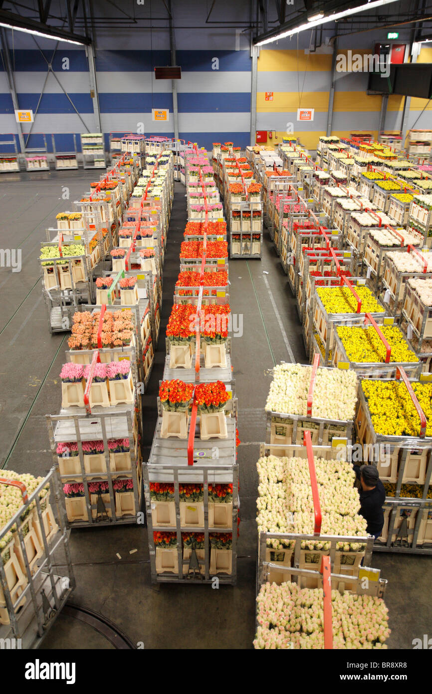 Flower auction in Aalsmeer, Netherlands, Holland Stock Photo Alamy