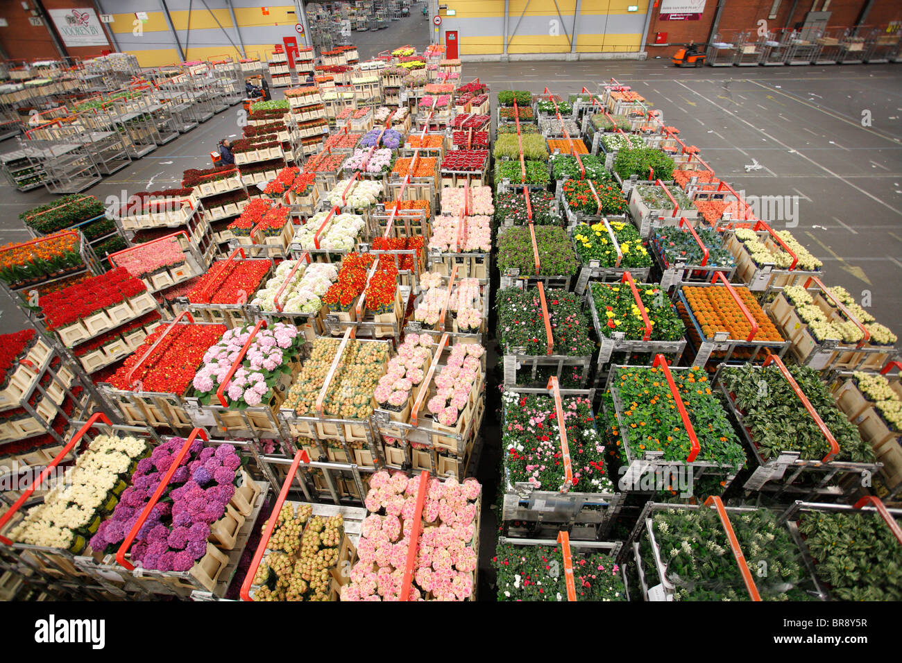 Flower auction in Aalsmeer, Netherlands, Holland Stock Photo