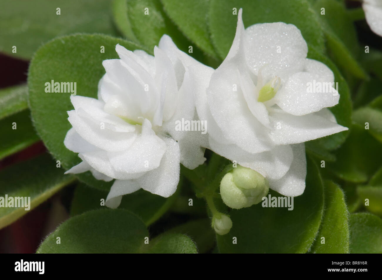 Saintpaulia, African Violet (Saintpaulia ionantha-Hybrid), white flowers. Stock Photo