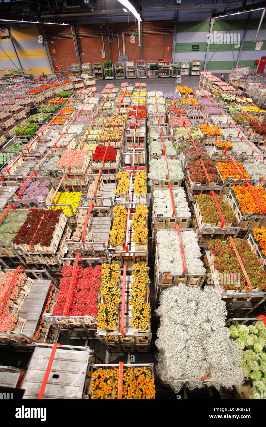 Flower auction in Aalsmeer, Netherlands, Holland Stock Photo Alamy