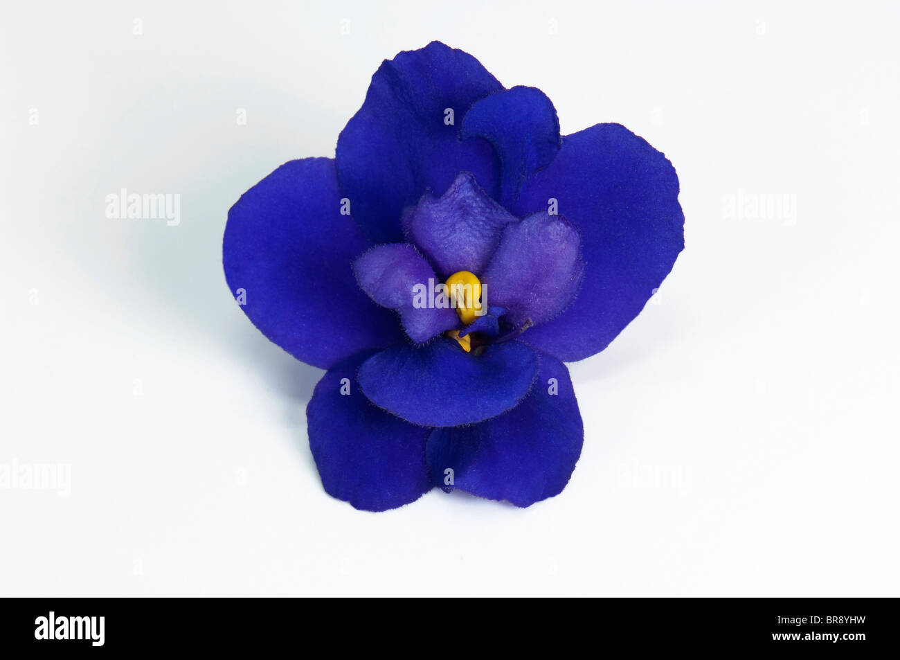 Saintpaulia, African Violet (Saintpaulia ionantha-Hybrid), blue flower, studio picture against a white background. Stock Photo