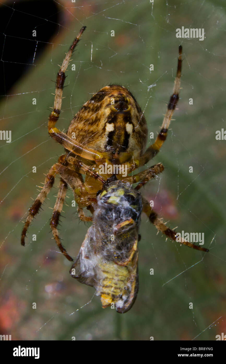 Spider in web with prey Stock Photo
