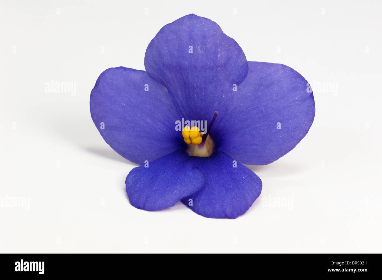 Saintpaulia, African Violet (Saintpaulia ionantha-Hybrid), blue flower, studio picture against a white background. Stock Photo