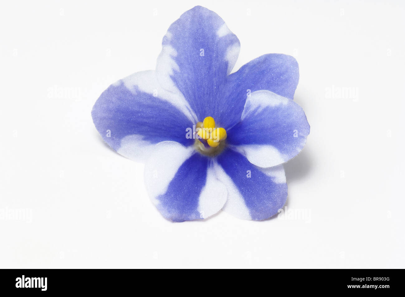Saintpaulia, African Violet (Saintpaulia ionantha-Hybrid), white and blue flower, studio picture against a white background. Stock Photo