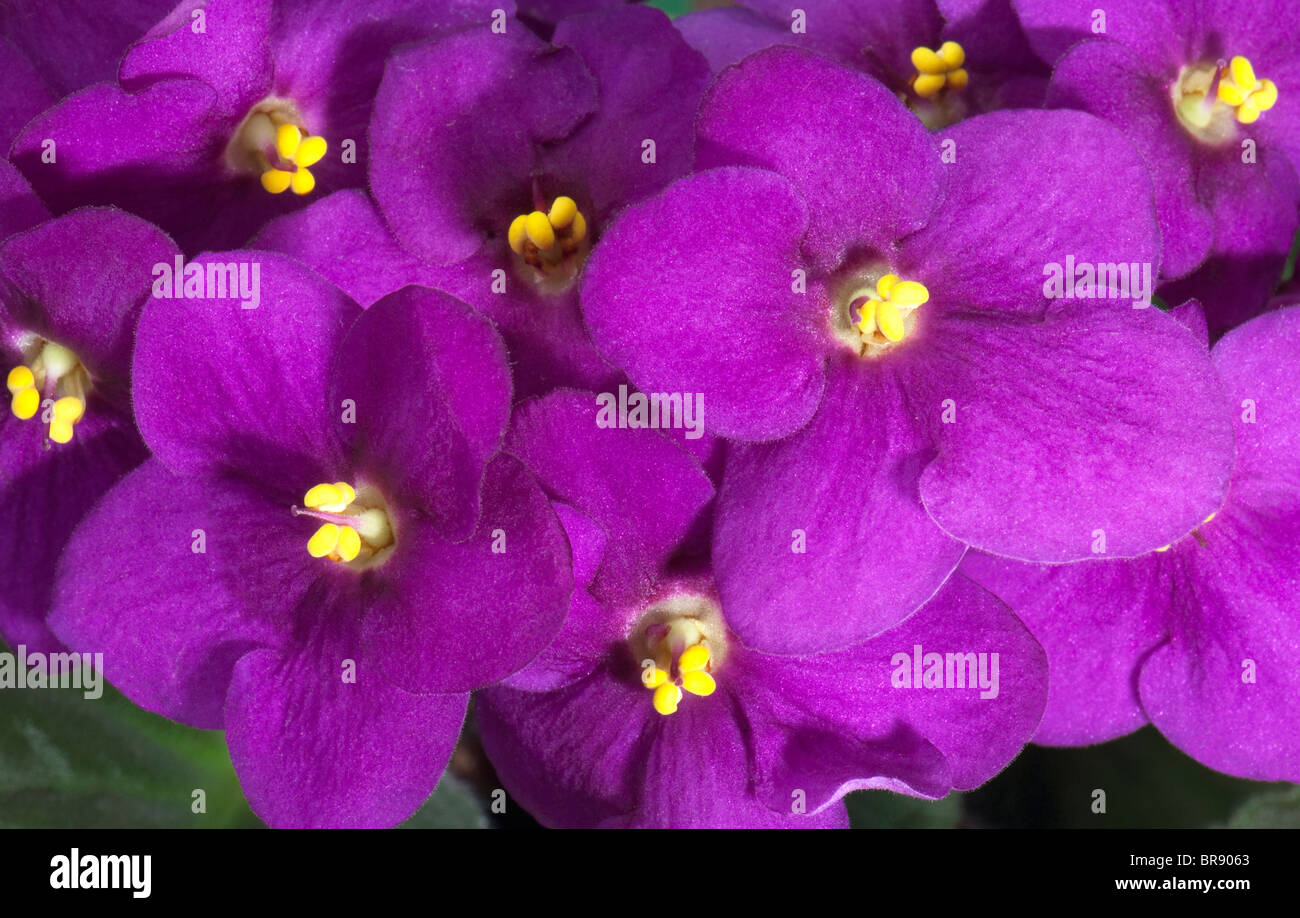 Saintpaulia, African Violet (Saintpaulia ionantha-Hybrid), purple flowers. Stock Photo