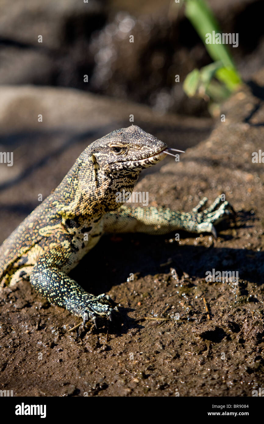African Water Monitor lizard, Varanus niloticus, in Kruger National Park, South Africa Stock Photo