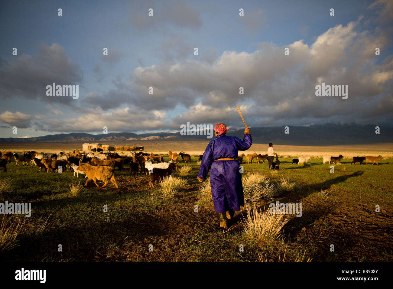 A woman from a nomadic family herding goats in Mongolia, Asia Stock ...