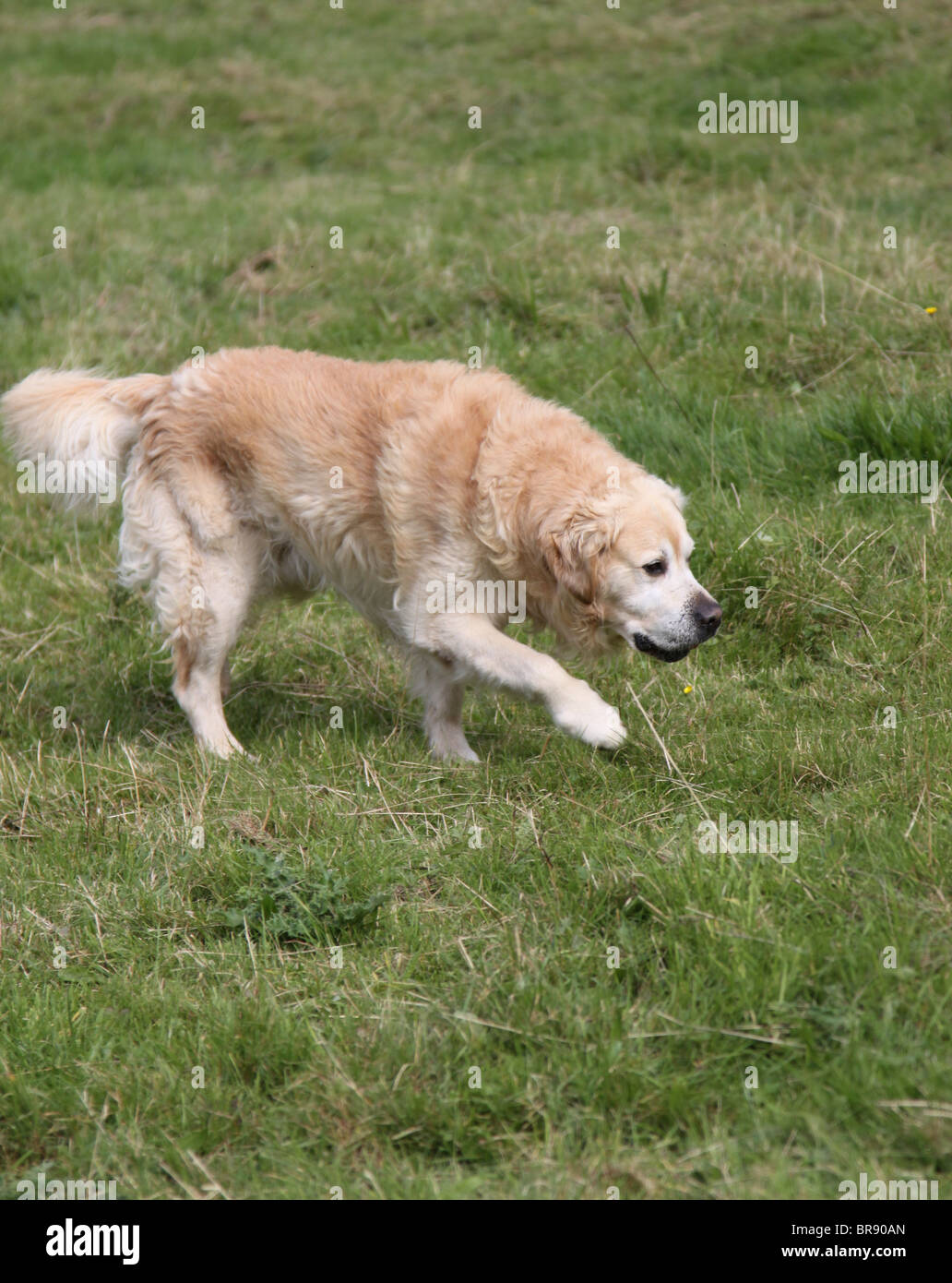 golden-retriever-dog-stock-photo-alamy