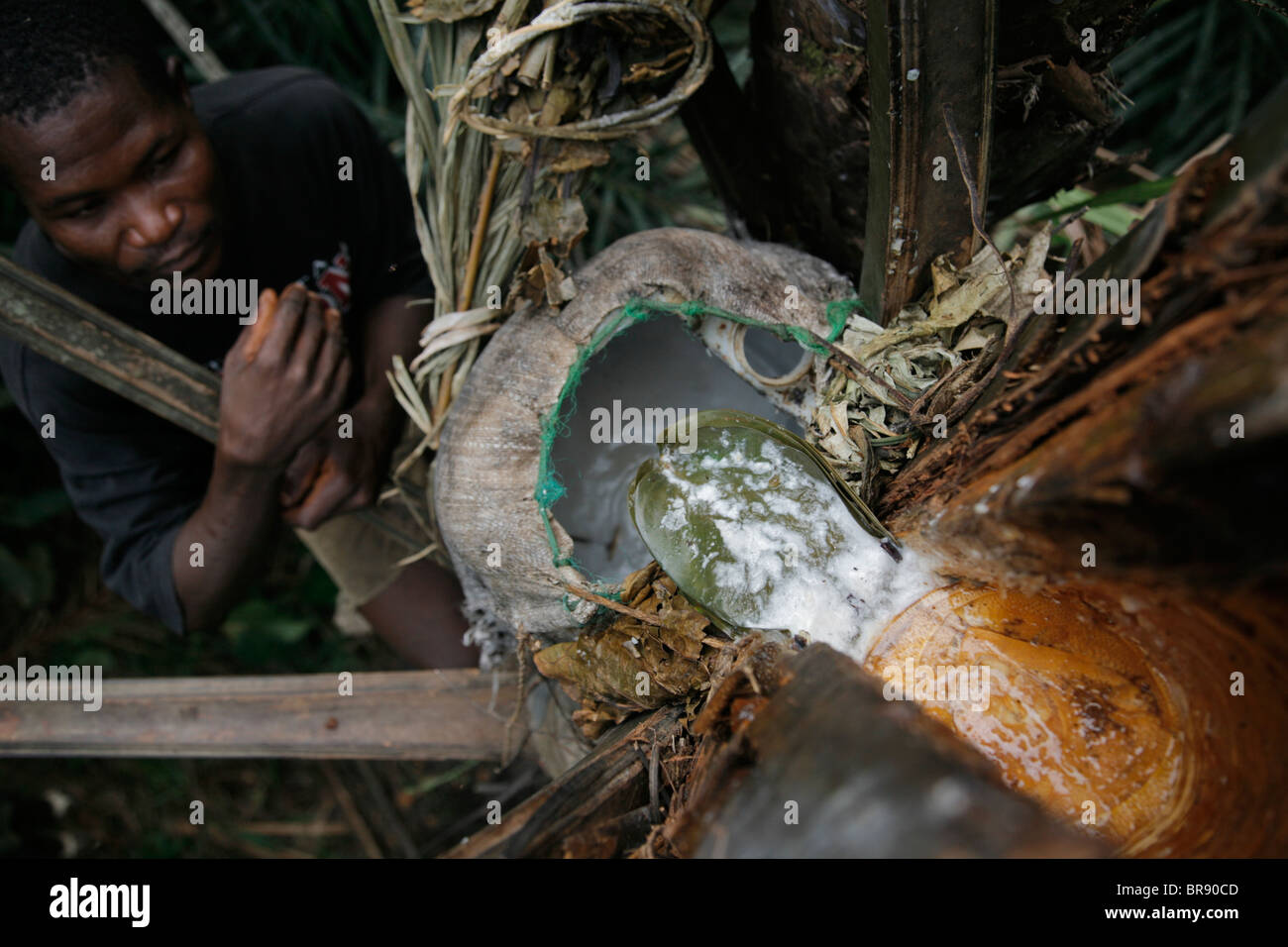 Making palm wine in the jungle Stock Photo
