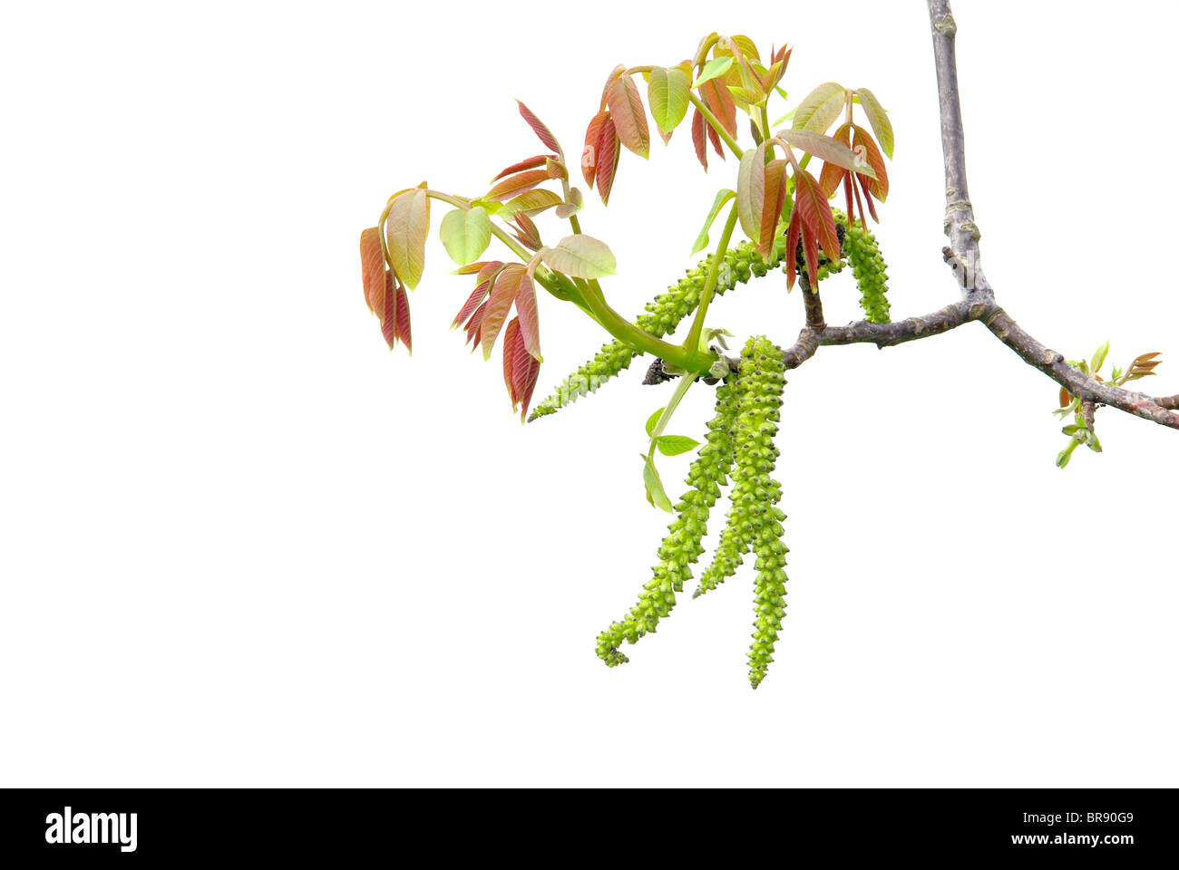 Walnussbaum Bluete - walnut blossom 01 Stock Photo