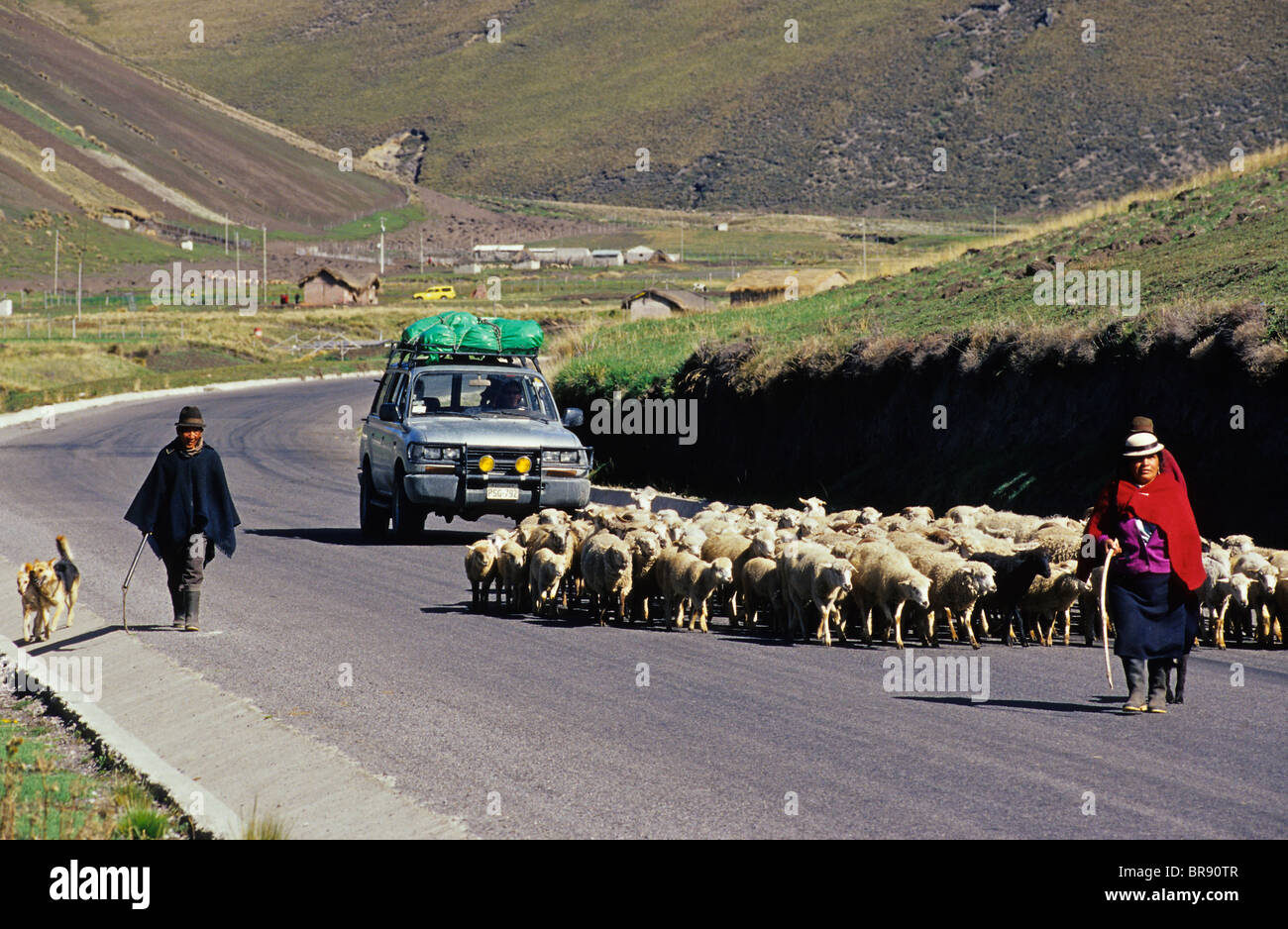 A car waits for sheep to clear the road. Ecuador. Stock Photo