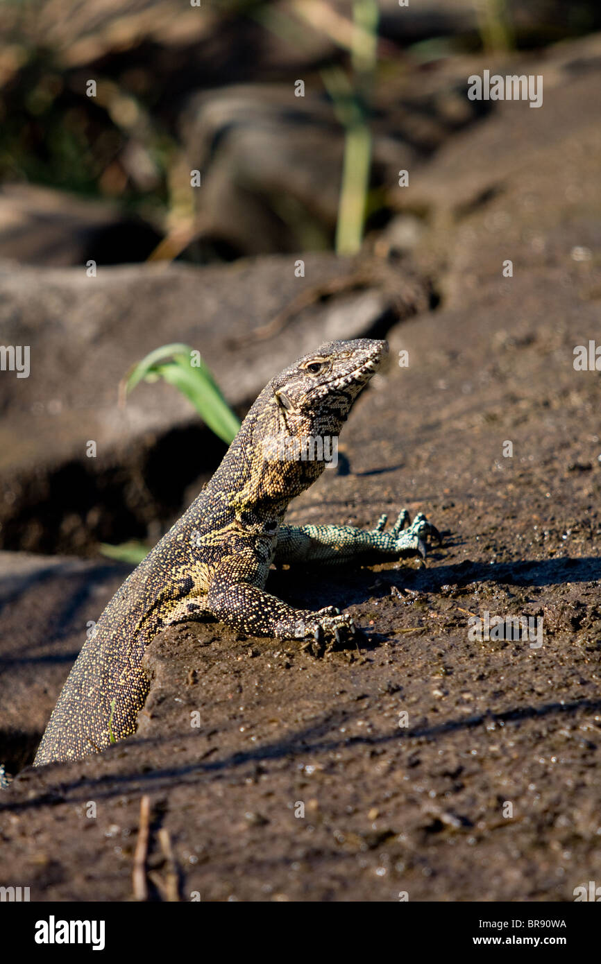 African Water Monitor lizard, Varanus niloticus, in Kruger National Park, South Africa Stock Photo