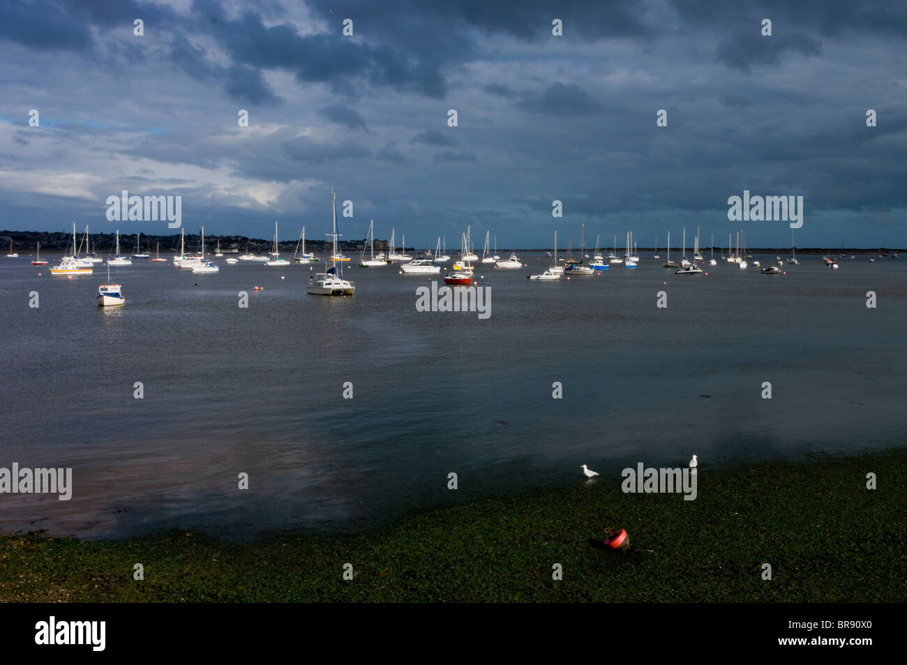 Europe, Uk, England, Devon, Exe Estuary Stock Photo