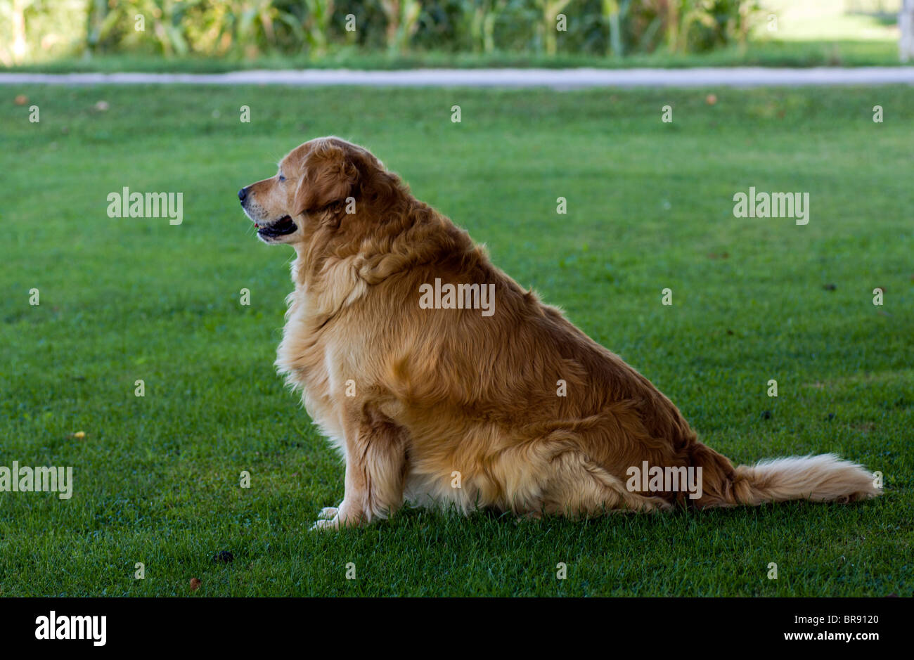 Golden retriever sitting on the grass Stock Photo - Alamy
