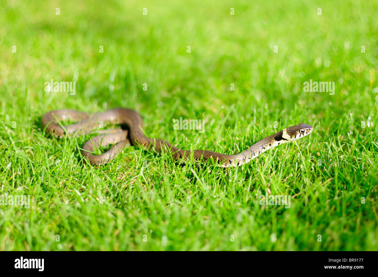 A small curled grass snake on a lawn, with its head raised. Stock Photo