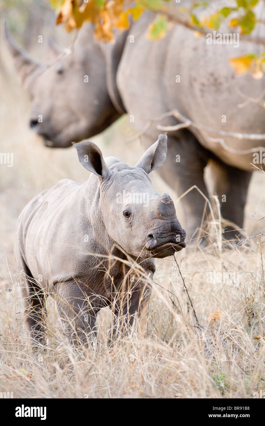 Young White Rhino calf, Ceratotherium simum, with adult in background, in Kruger National Park, South Africa Stock Photo