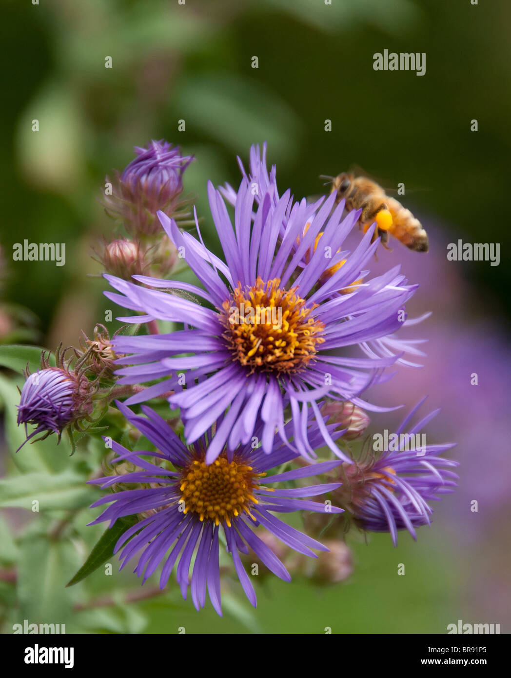 Hardy asters hi-res stock photography and images - Alamy