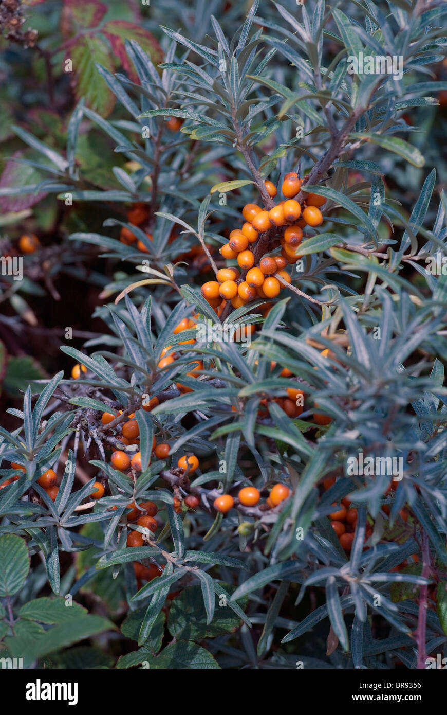 Pyracantha berries Stock Photo