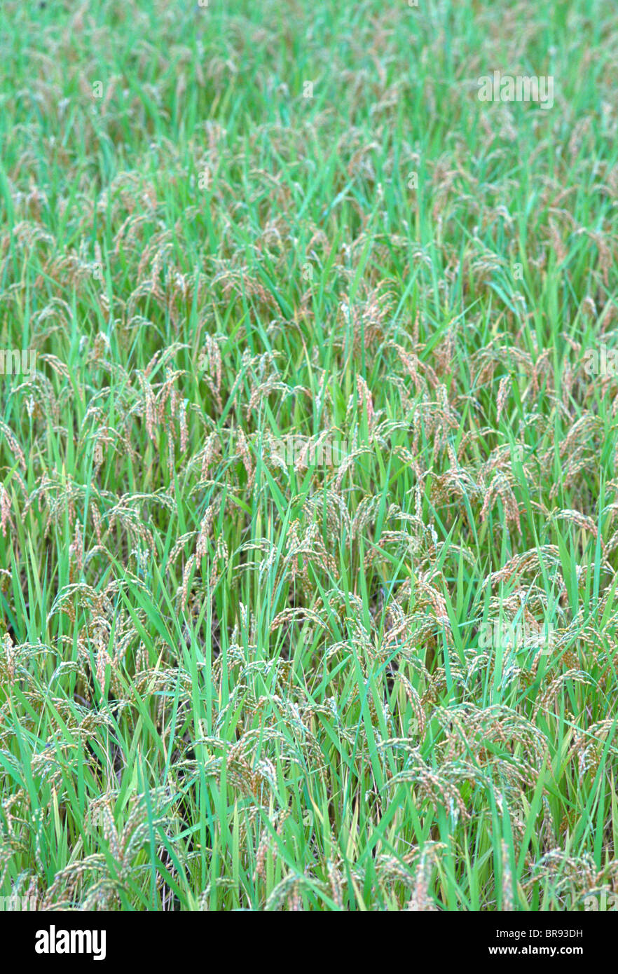 Rice Paddy in Japan Stock Photo Alamy