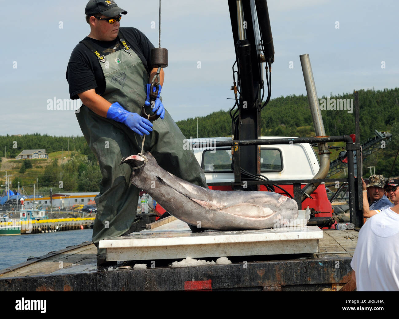 UnLoading Swordfish From The Hannah Boden Fishing Boat, From The