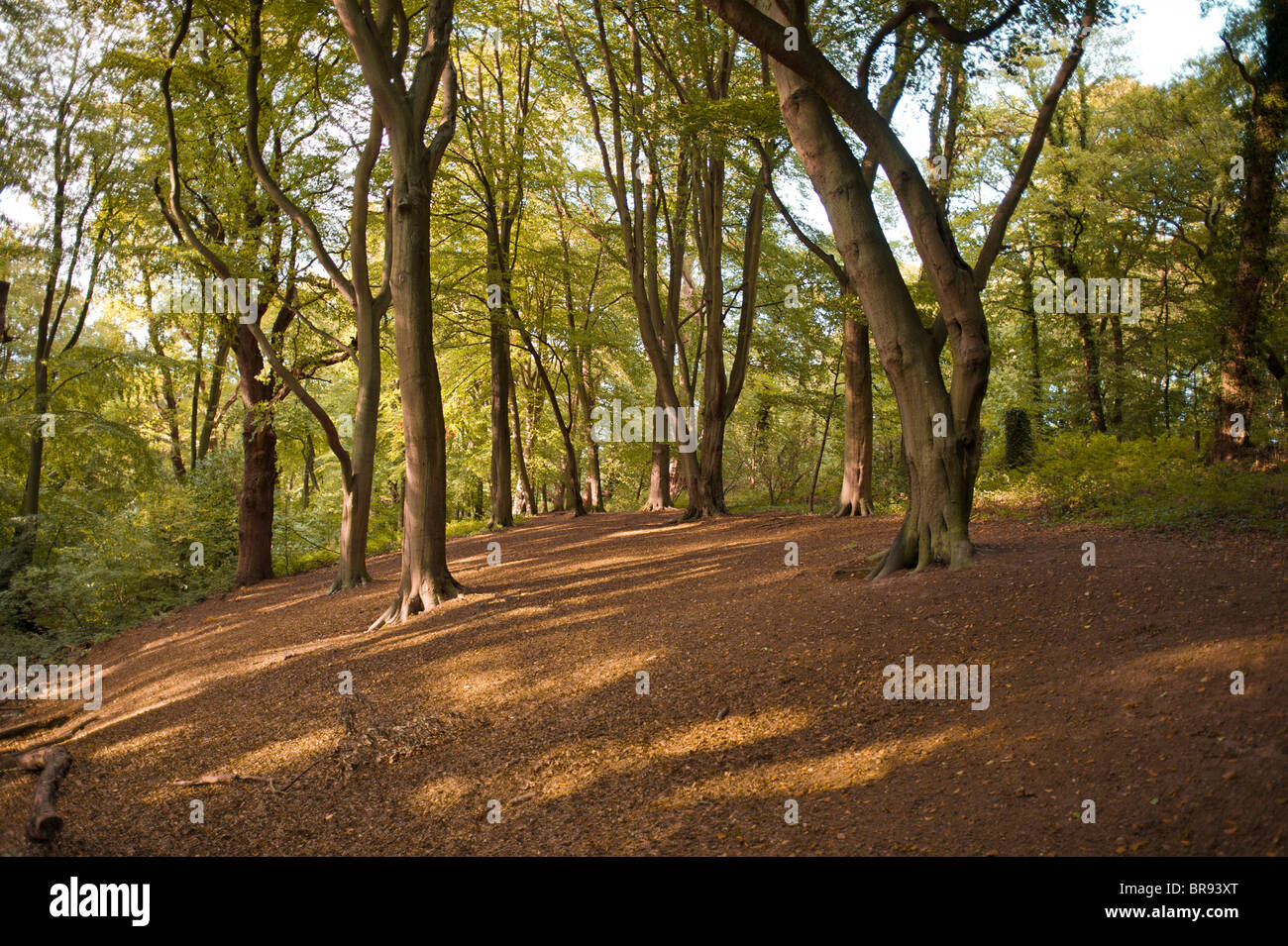 English woodland trees hi-res stock photography and images - Alamy